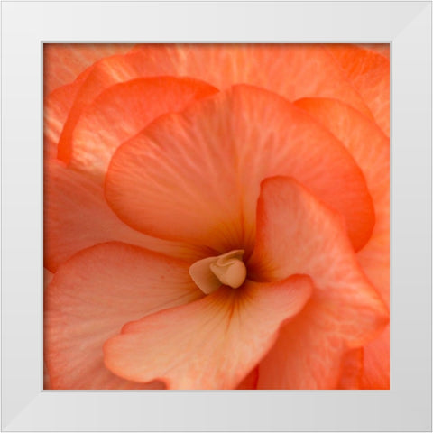 Orange Ruffles IV White Modern Wood Framed Art Print by Crane, Rita