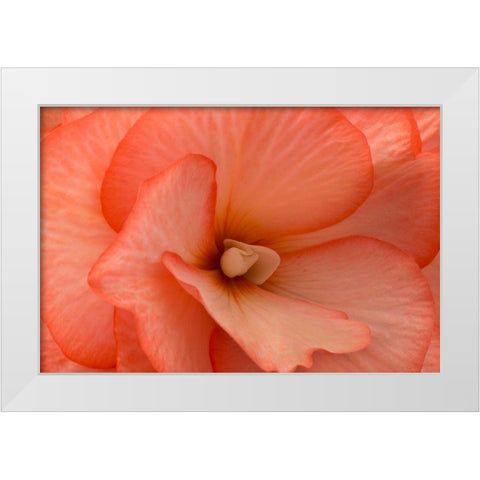 Orange Ruffles V White Modern Wood Framed Art Print by Crane, Rita