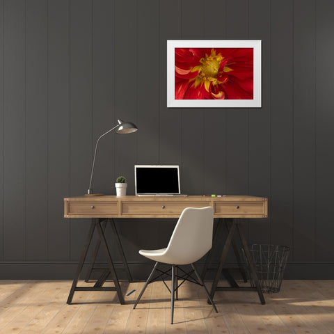 Fiery Dahlia I White Modern Wood Framed Art Print by Crane, Rita