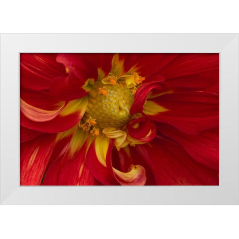 Fiery Dahlia I White Modern Wood Framed Art Print by Crane, Rita