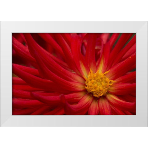 Fiery Dahlia II White Modern Wood Framed Art Print by Crane, Rita