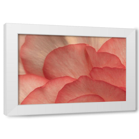 Pink Begonia Petals I White Modern Wood Framed Art Print by Crane, Rita