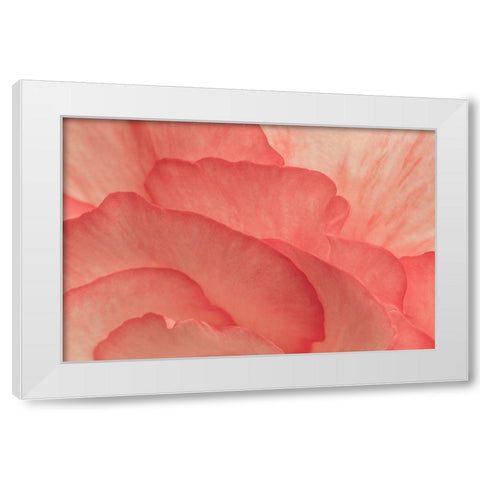 Pink Begonia Petals II White Modern Wood Framed Art Print by Crane, Rita