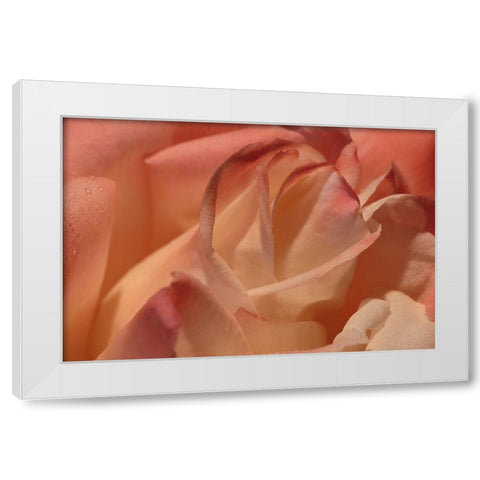 Heart of a Rose II White Modern Wood Framed Art Print by Crane, Rita