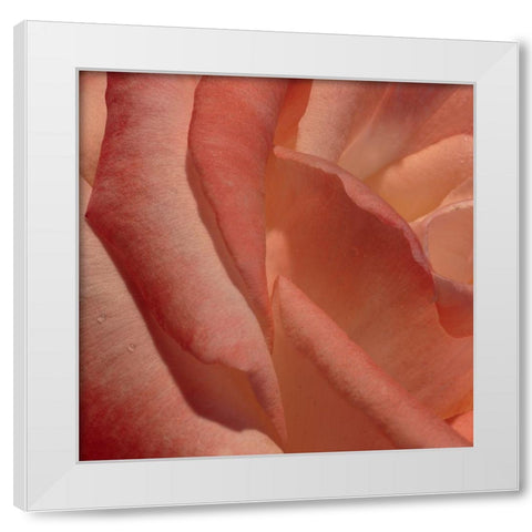 Heart of a Rose III White Modern Wood Framed Art Print by Crane, Rita