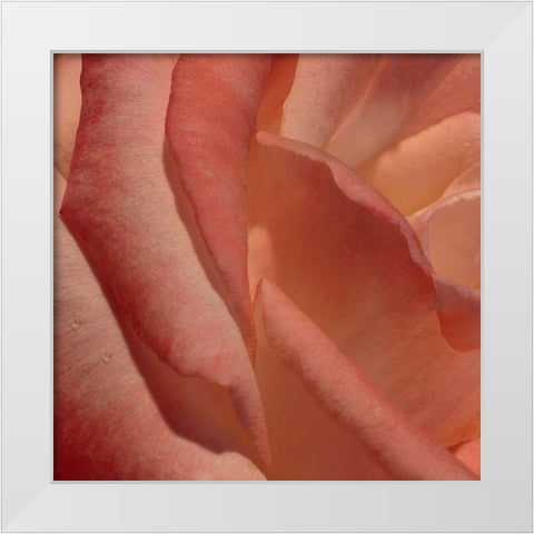 Heart of a Rose III White Modern Wood Framed Art Print by Crane, Rita