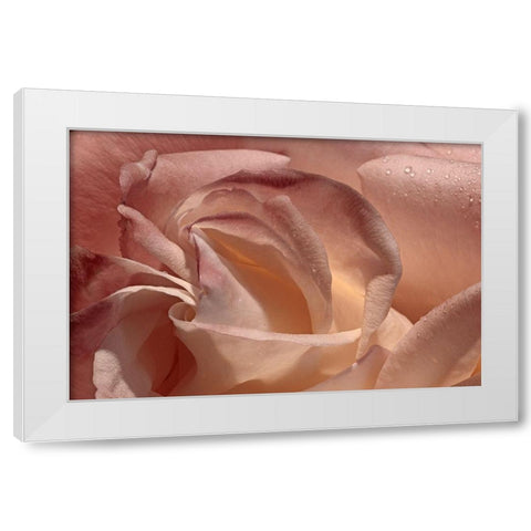 Heart of a Rose IX White Modern Wood Framed Art Print by Crane, Rita