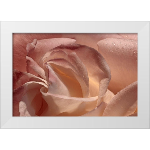 Heart of a Rose IX White Modern Wood Framed Art Print by Crane, Rita