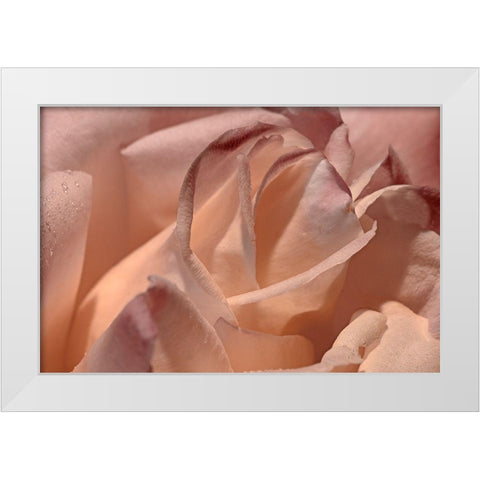 Heart of a Rose X White Modern Wood Framed Art Print by Crane, Rita