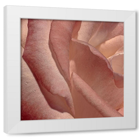 Heart of a Rose XI White Modern Wood Framed Art Print by Crane, Rita