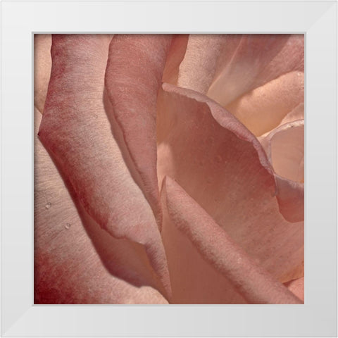 Heart of a Rose XI White Modern Wood Framed Art Print by Crane, Rita