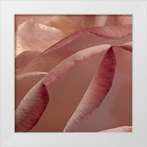 Heart of a Rose XII White Modern Wood Framed Art Print by Crane, Rita
