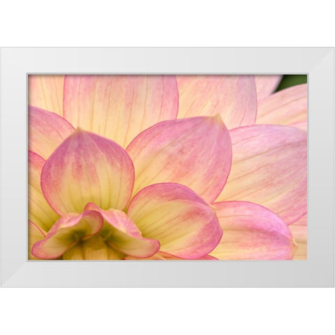 China Doll Petals II White Modern Wood Framed Art Print by Crane, Rita