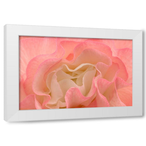 Rosy Begonia I White Modern Wood Framed Art Print by Crane, Rita