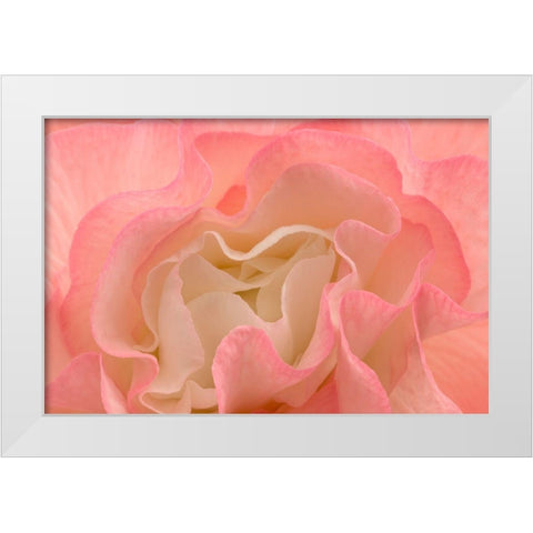 Rosy Begonia I White Modern Wood Framed Art Print by Crane, Rita