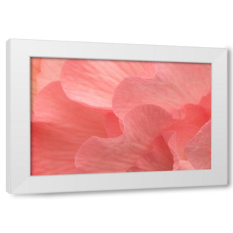 Rosy Begonia II White Modern Wood Framed Art Print by Crane, Rita