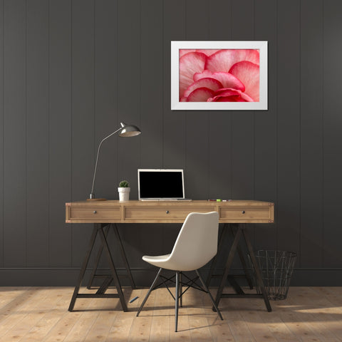 Rosy Red Ruffles I White Modern Wood Framed Art Print by Crane, Rita