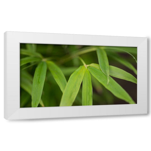 Bamboo Leaves I White Modern Wood Framed Art Print by Crane, Rita