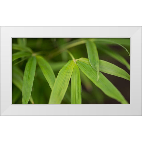 Bamboo Leaves I White Modern Wood Framed Art Print by Crane, Rita