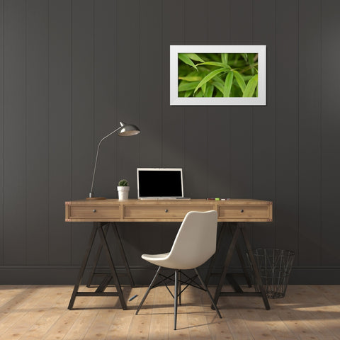 Bamboo Leaves II White Modern Wood Framed Art Print by Crane, Rita