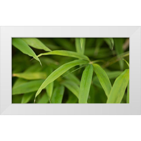 Bamboo Leaves II White Modern Wood Framed Art Print by Crane, Rita