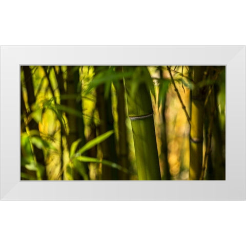 Bamboo Afternoon I White Modern Wood Framed Art Print by Crane, Rita