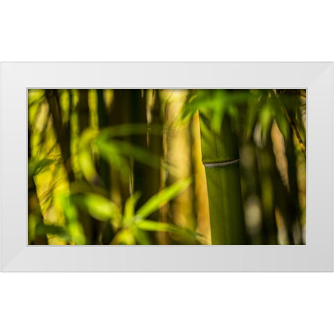 Bamboo Afternoon II White Modern Wood Framed Art Print by Crane, Rita