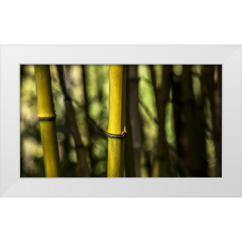 Bamboo Afternoon III White Modern Wood Framed Art Print by Crane, Rita