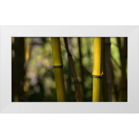 Bamboo Afternoon IV White Modern Wood Framed Art Print by Crane, Rita
