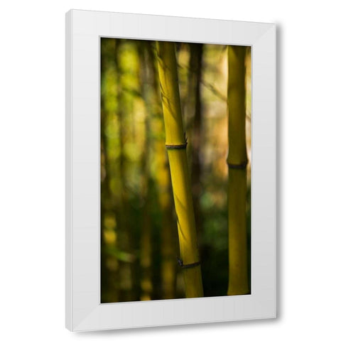 Bamboo Afternoon VII White Modern Wood Framed Art Print by Crane, Rita