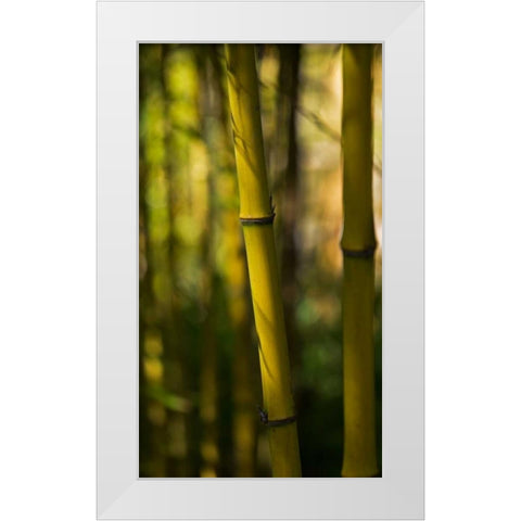 Bamboo Afternoon VII White Modern Wood Framed Art Print by Crane, Rita