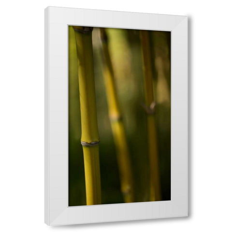 Bamboo Afternoon IX White Modern Wood Framed Art Print by Crane, Rita