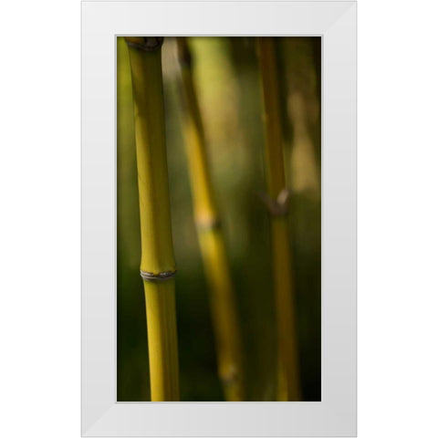 Bamboo Afternoon IX White Modern Wood Framed Art Print by Crane, Rita