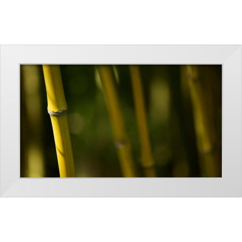 Bamboo Afternoon V White Modern Wood Framed Art Print by Crane, Rita
