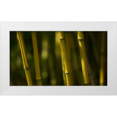 Bamboo Afternoon VI White Modern Wood Framed Art Print by Crane, Rita