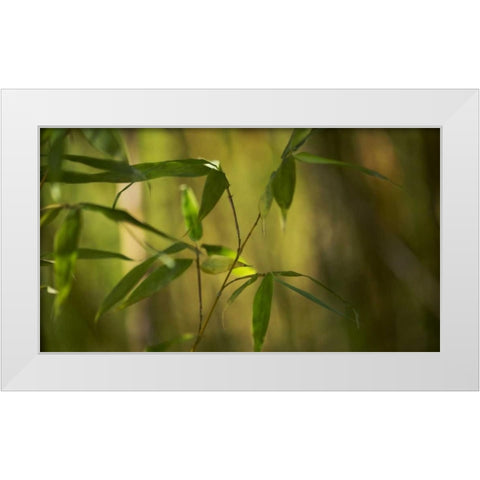 Bamboo Afternoon XI White Modern Wood Framed Art Print by Crane, Rita