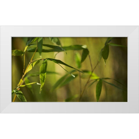 Bamboo Afternoon XII White Modern Wood Framed Art Print by Crane, Rita