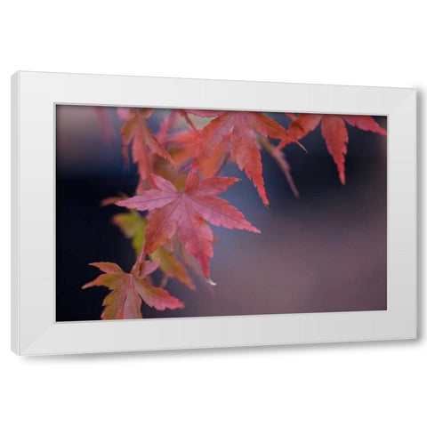 Japanese Maple I White Modern Wood Framed Art Print by Crane, Rita