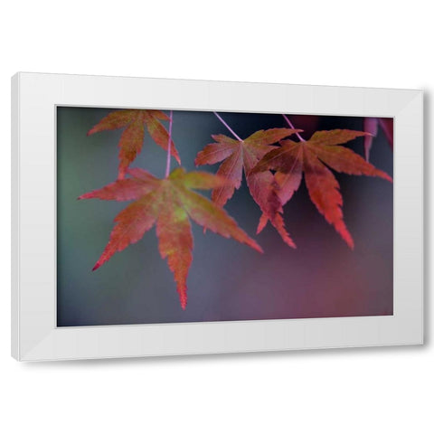 Japanese Maple II White Modern Wood Framed Art Print by Crane, Rita