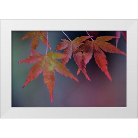 Japanese Maple II White Modern Wood Framed Art Print by Crane, Rita