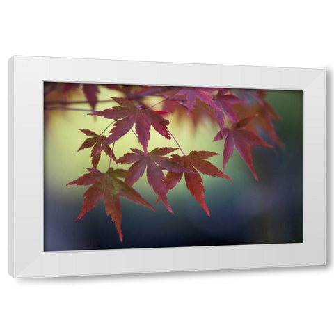 Japanese Maple III White Modern Wood Framed Art Print by Crane, Rita
