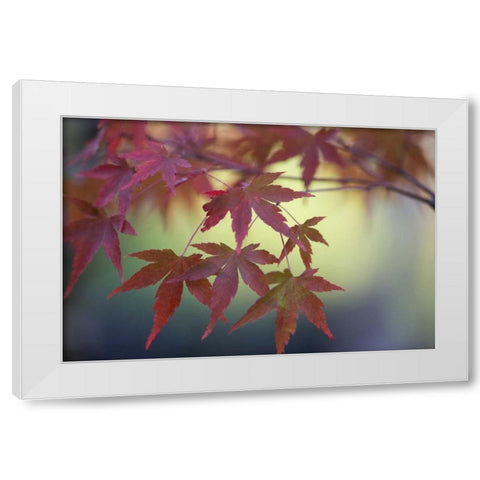Japanese Maple IV White Modern Wood Framed Art Print by Crane, Rita