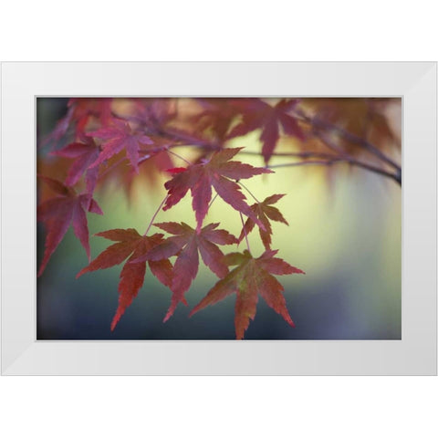 Japanese Maple IV White Modern Wood Framed Art Print by Crane, Rita