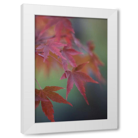 Japanese Maple V White Modern Wood Framed Art Print by Crane, Rita
