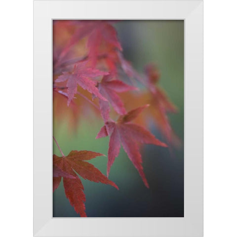 Japanese Maple V White Modern Wood Framed Art Print by Crane, Rita
