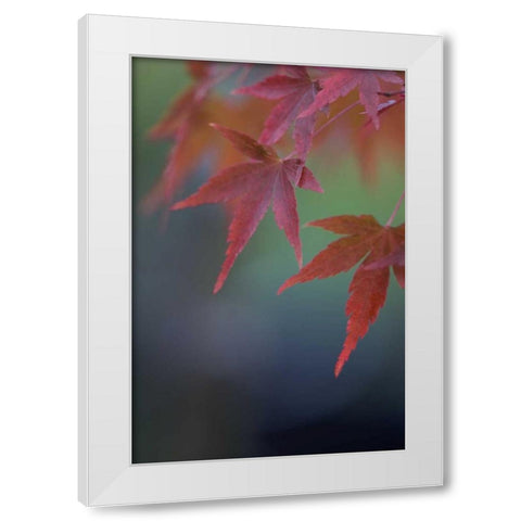 Japanese Maple VI White Modern Wood Framed Art Print by Crane, Rita