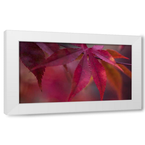 Joyful Maple I White Modern Wood Framed Art Print by Crane, Rita