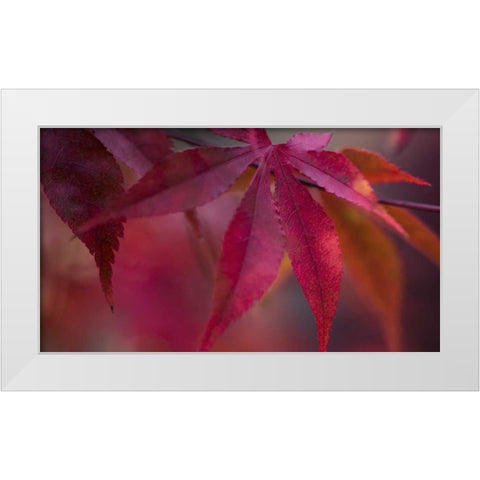 Joyful Maple I White Modern Wood Framed Art Print by Crane, Rita