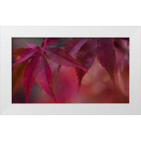 Joyful Maple II White Modern Wood Framed Art Print by Crane, Rita