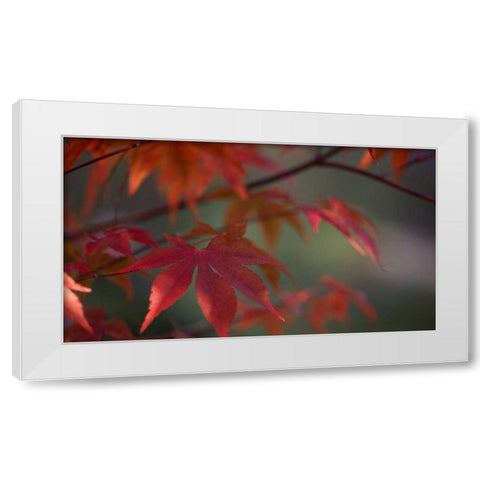 Sunlight Maple I White Modern Wood Framed Art Print by Crane, Rita